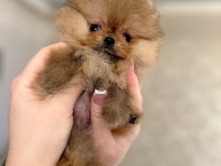 MİKRO BOY BABY FACE KÜÇÜK POMERANİAN AYICIK