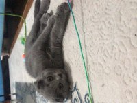 Ankara Scottish fold kedi sahiplendirme