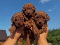 Red Brown Toy Poodle Kahverengi Yavrular 