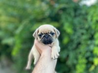 Piyasa altında sağlık garantili Pug