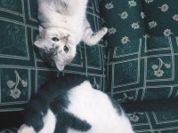 CİNS KEDİMİZİ ÜCRETSİZ OLARAK SAHİPLENDİRİYORUZ