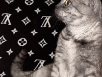 Çok sevecen uysal scottish fold