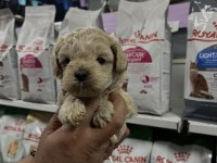 Türünün en güzellerinden sunmaya devam maltipoo aşk