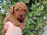 Kilo ve boy garantili poodle
