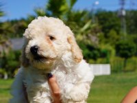 Maltipoo Yavruları Sizleri Bekliyor  