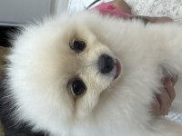 Pomeranian Dişi 6 Aylık
