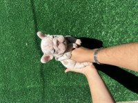 Avrupadan Türkiyeye french bulldog