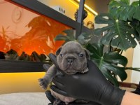 RENGARENK FRENCH BULLDOG YAVRULARIM REZERVEYE AÇIK