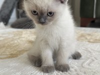 Yakışıklı paşalarım scottish fold