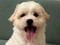 Maltese terrier
