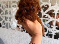Nadir renk ve anatomide, soy şecereli poodle yavrularımız