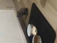scottish fold yavru