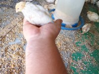 TEXAS BILDIRCIN DAMİZLİK KESİMLİK YAVRU YETİSKİN