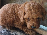 Üst Kalite Ev Ortamında Sağlık Irk Garantili Poodle