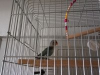 Cennet sevda papağanı 9 12 aylık