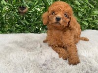 Toy poodle bebekler