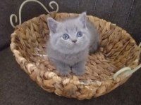 Dünya tatlısı scottish fold yavrular