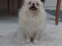 Dişi Pomeranian