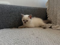 Safkan anne babanın british shorthair yavruları
