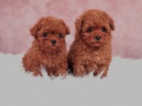 KORE TOY POODLE YAVRULARI ANKARA