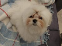 maltese dişi 2 aylık