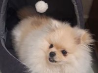 Safkan Tüm Aşıları tam Erkek Pomeranian