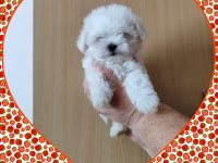 Maltese Terrier Adrese Teslim, Kapıda Ödeme Yapabilirsiniz