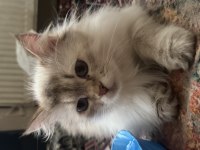 British Longhair Dişi 1 Yaş