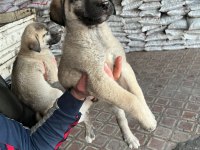 İri cüsseli kangal yavruları