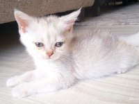 British shorthair kardeşler manisa