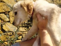 2,5 aylık golden retriever baby face yavru
