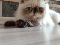 İran persian