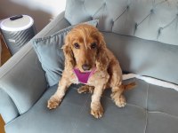 Cocker kızımıza yeni yuvasını arıyorum