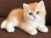 Neslinin En İyisi Golden Ny12 British Yavrular