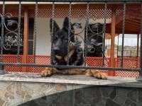 Oğluma Dişi Alman Kurdu Arıyorum Eşleştirmek İçin