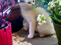 British longhair taneleri yeni yuvasını bekliyor