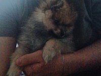 Pomeranian yavru 3 aylık