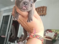 Egzotik ve standart fransız bulldog yavrularımız