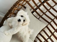 Maltipoo Yavrularımız