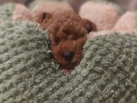 Görüntülü Aramaya Açık Toy Poodle Yavrum
