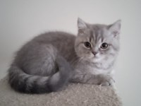 British shorthair prensesimiz yeni ailesini arıyor