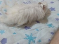 Ankara hamster 9 aylık