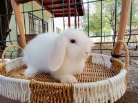 Hollanda teddy lop beyaz takım mavi gözlü tavşan