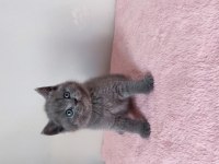 British Shorthair Yavruları