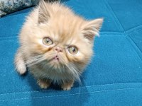 EXOTIC SHORTHAIR ERKEK