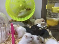 ADRESE TESLİM HAMSTER ŞUBEMİZ MARK ANTALYA ÇOK YAKIN
