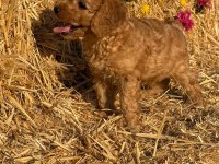 Toy Poodle Bebekler - Sun Kennels Üretim Çiftliği'nden