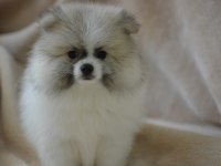 PARTY COLOUR POMERANİAN BOO
