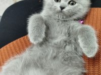 British shorthair 2 buçuk aylık dişi yavru nadir renk