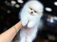 Pomeranian boo 60 günlük